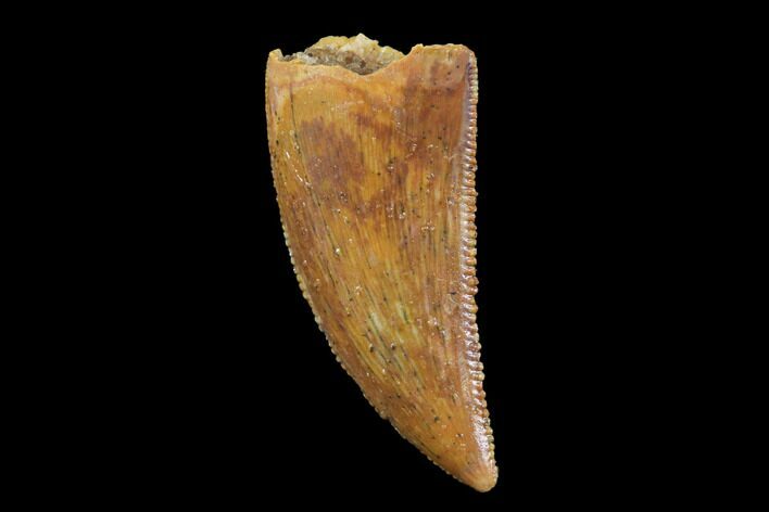 Serrated, Raptor Tooth - Real Dinosaur Tooth #94096